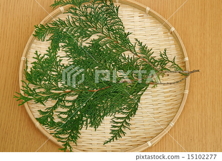 Hinoki leaves Hinoki leaves 15102277