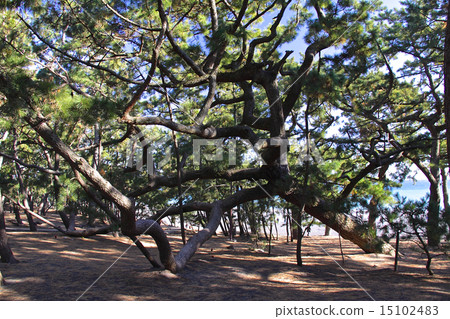 World Cultural Heritage Miho No Matsubara Stock Photo