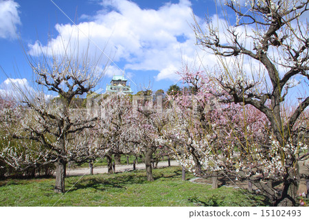 Umezakaru風盛開大阪城堡Bairin /“日本三大城堡”“日本100大城堡”/大阪府中央區 Umezakaru風盛開大阪城堡Bairin /“日本三大城堡”“日本100大城堡”/大阪府中央區 15102493