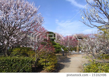 Umezakaru wind floating blooming "Kodo Bairin" / Nishinomiya sightseeing tour 30 selection / Nishinomiya Kodo public hall / Variety variety (39 varieties, 200 pieces) plum 15102496