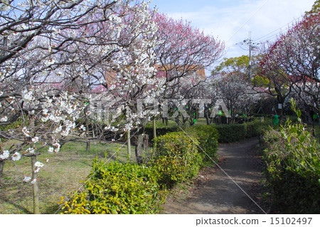 Umezakaru wind floating blooming "Kodo Bairin" / Nishinomiya sightseeing tour 30 selection / Nishinomiya Kodo public hall / Variety variety (39 varieties, 200 pieces) plum 15102497