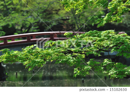 Fresh green of the old capital (red bridge of Kamakura Tsurugaoka Hachimangu Shrine Yanagihara Kamike) Fresh green autumn leaves Fresh green of the old capital (red bridge of Kamakura Tsurugaoka Hachimangu Shrine Yanagihara Kamike) Fresh green autumn leaves 15102630