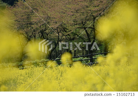 強姦開花 15102713