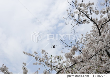 櫻花和無人機 15102739