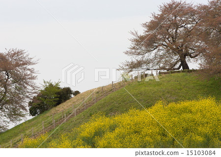 Spring scenery Spring scenery 15103084