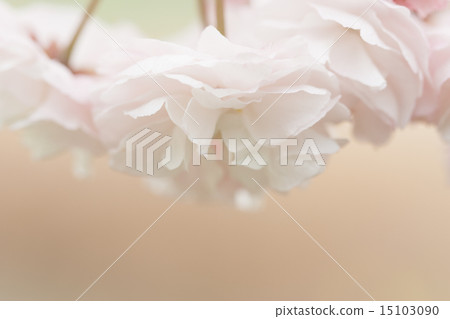 Cherry Blossoms	 15103090