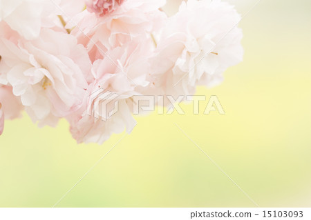 櫻桃樹 櫻桃樹 15103093