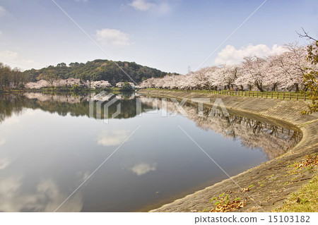 Tachioka Nature Park 900 scenery nationwide cherry blossoms 15103182