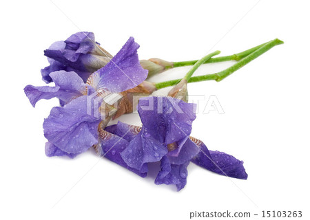 Irises on white Irises on white 15103263
