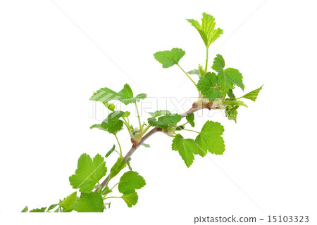 Young green sprout of currant 15103323