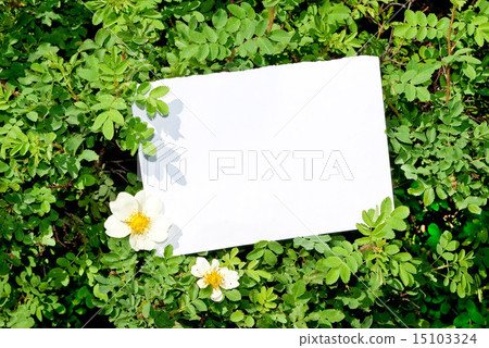 Briar bush with blank paper Briar bush with blank paper 15103324