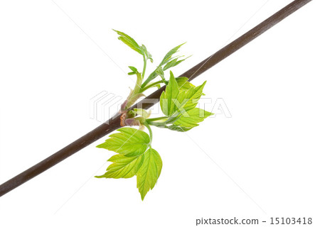 Branch maple tree with spring buds  15103418