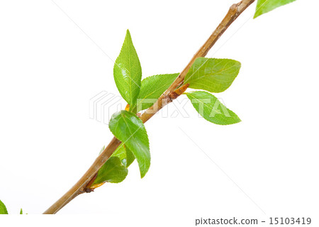 Branch aspen tree with spring buds  15103419