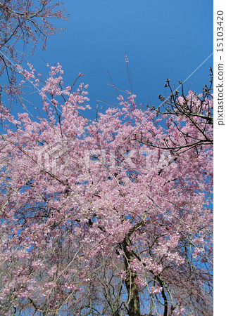 Cherry blossoms at Harariyaen 15103420