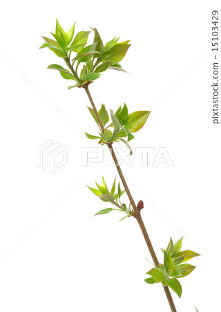 Branch lilac tree with spring buds 15103429