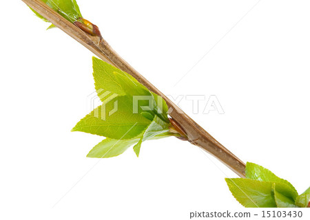 Branch aspen tree with spring buds  15103430