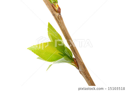 Branch aspen tree with spring buds  15103518