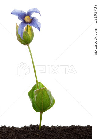 Flower of clematis integrifolia 15103735