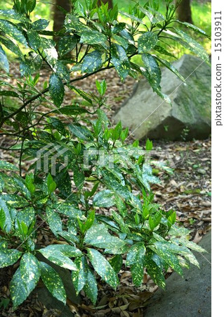 Aoki growing naturally in the forest Aoki growing naturally in the forest 15103911