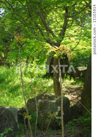 生長在森林裡的Shinju年輕樹 15103914
