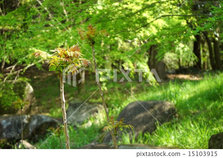 生長在森林裡的Shinju 15103915