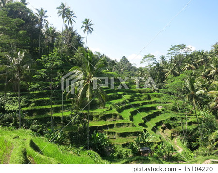 德戈拉朗 15104220