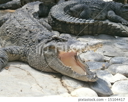 Powerful crocodile 15104417