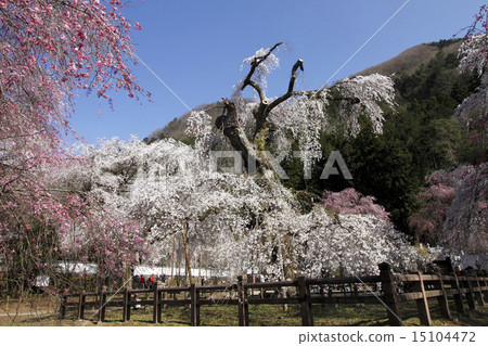 The weeping cherry tree of Kiunji Temple 15104472