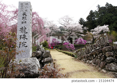 Otsu Hanano nari 15104474