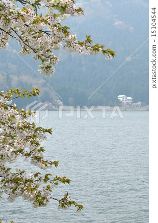 春天徘徊湖湖，沿湖散步 15104544