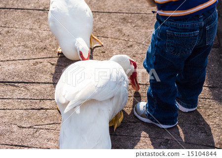 Feeding 15104844