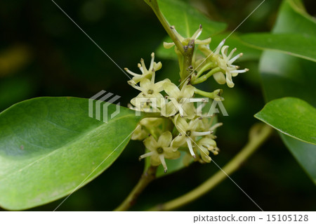 Mochinoki flowers 15105128