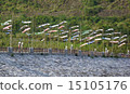 Carp streaming of the feather dam 15105176