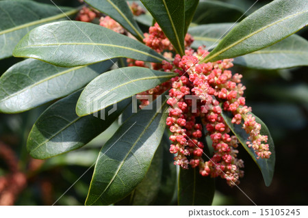 Bayberry flower 15105245