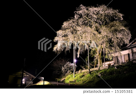 Cherry tree series / light up of Oku Mikawa, part 2, Shidare cherry tree of Ouyasa temple 15105381