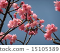 Cherry blossoms in Okinawa 3 15105389