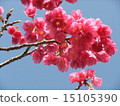 Cherry blossoms in Okinawa 4 15105390