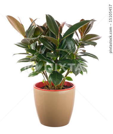 Ficus elastica (Indian Rubber Bush) Ficus elastica (Indian Rubber Bush) 15105457