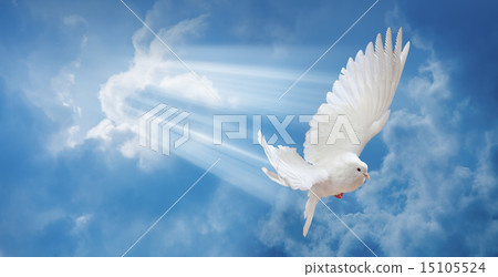 Dove in the air with wings wide open 15105524