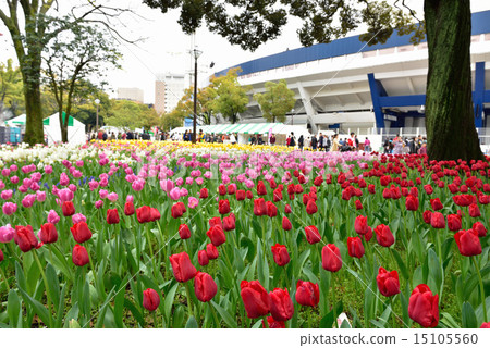 橫濱公園鬱金香節 15105560