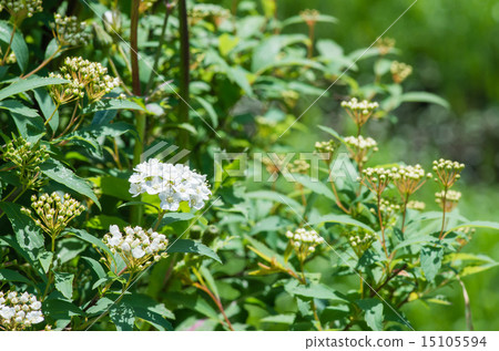 白花開花的花開花 15105594