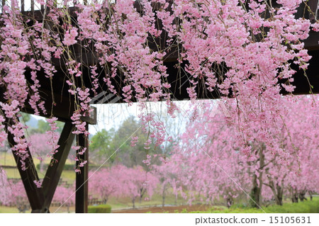 Weeping cherry blossoms on the hill of Hitachi Kozuki 15105631
