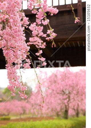 Weeping cherry blossoms on the hill of Hitachi Kozuki 15105632