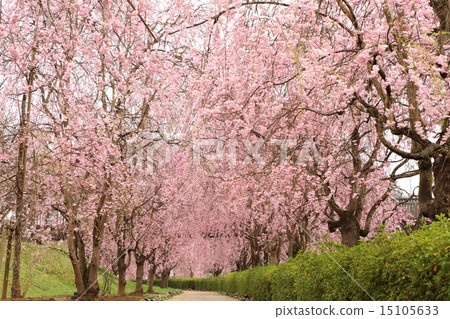 Weeping cherry blossoms on the hill of Hitachi Kozuki 15105633
