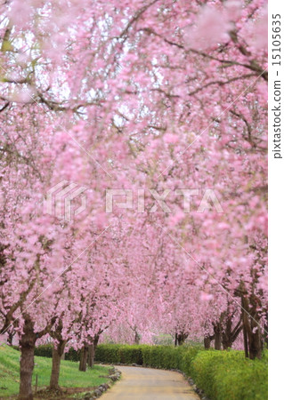 Weeping cherry blossoms on the hill of Hitachi Kozuki 15105635
