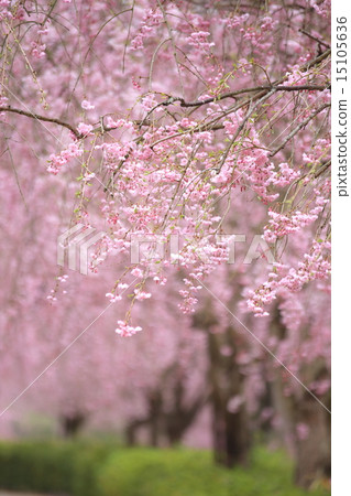 Weeping cherry blossoms on the hill of Hitachi Kozuki 15105636