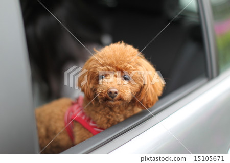 玩具貴賓犬 15105671