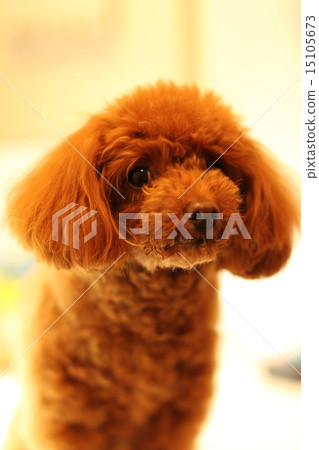 玩具貴賓犬 15105673