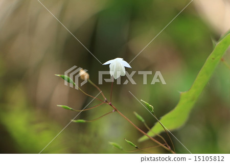 Large leaf corn Large leaf corn 15105812