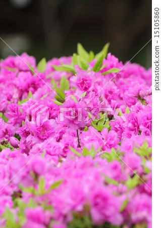 Yodogawa Azalea Yodogawa Azalea 15105860